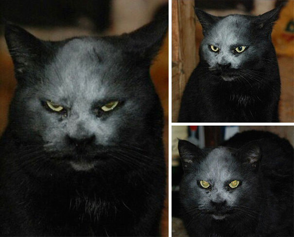 Кошка Зло Фото